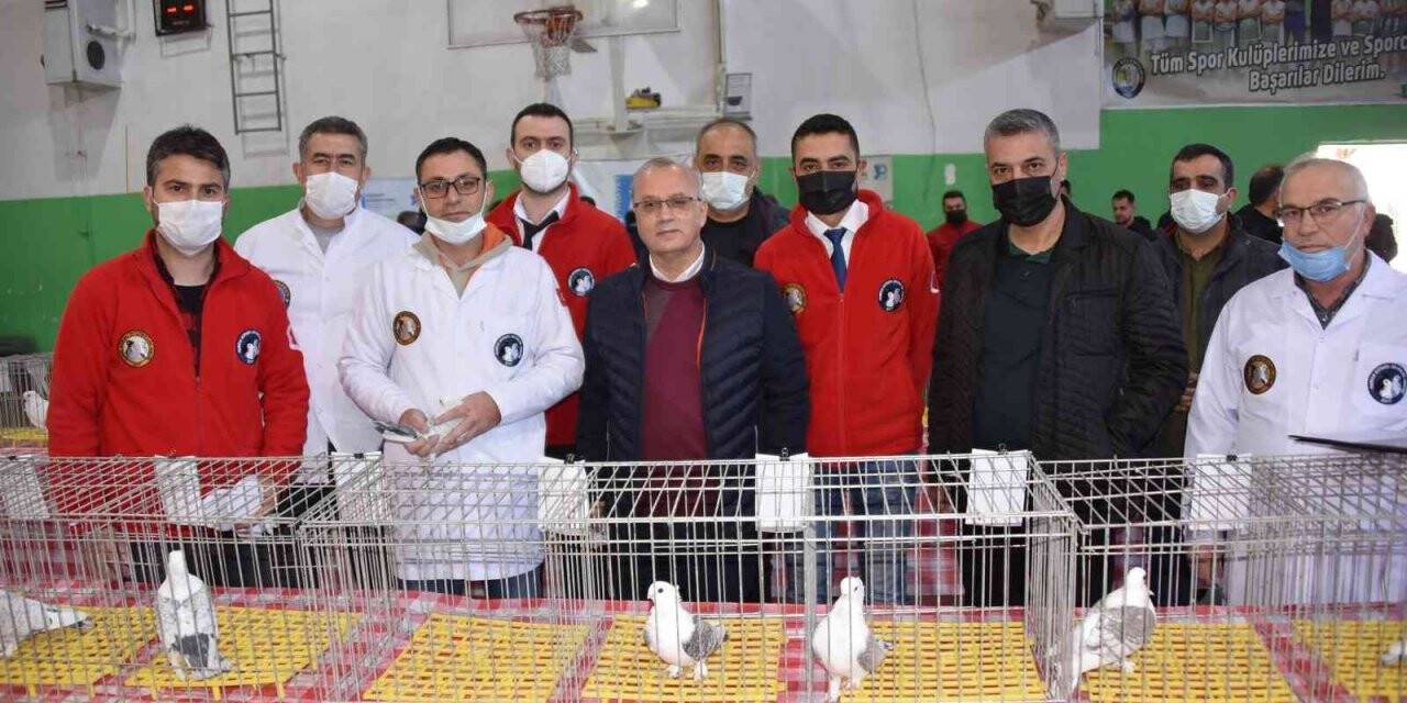 En güzel Hünkari güvercinler Salihli’de yarıştı