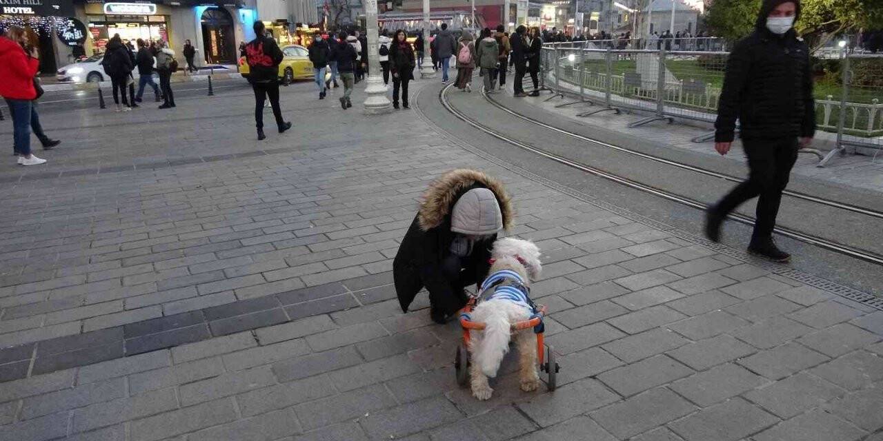 Taksim’de engelli köpeğin yürekleri ısıtan görüntüsü