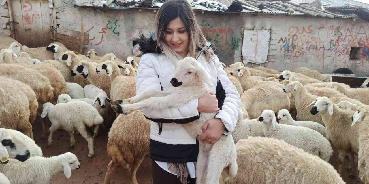 Baharın müjdecisi kuzu doğumları başladı