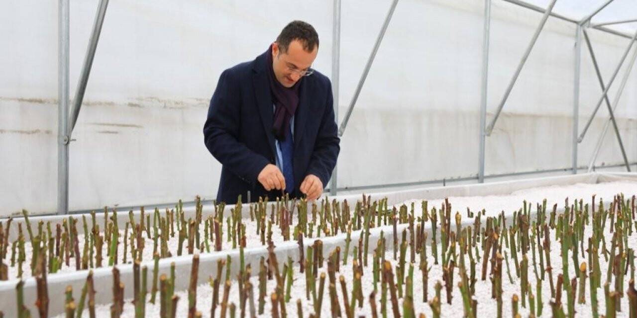 Akçaabat Belediyesi kendi seralarında üretime başladı