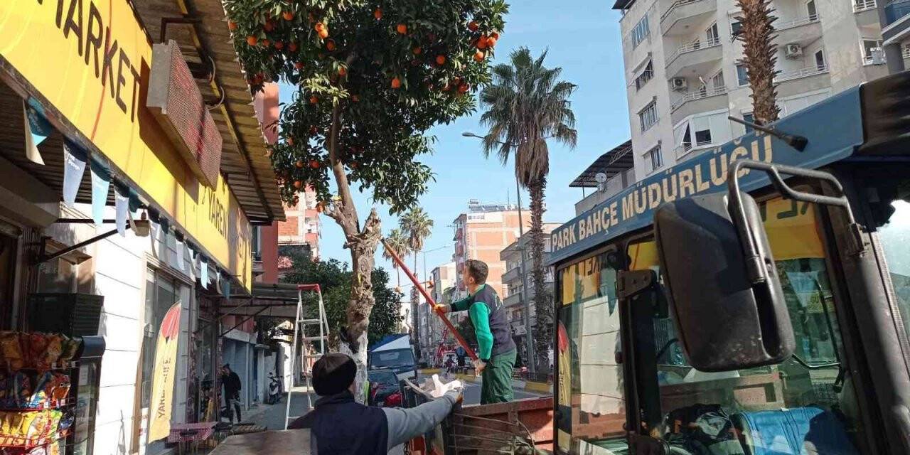 Nazilli’de toplanan turunçlar öğrencilere burs oluyor