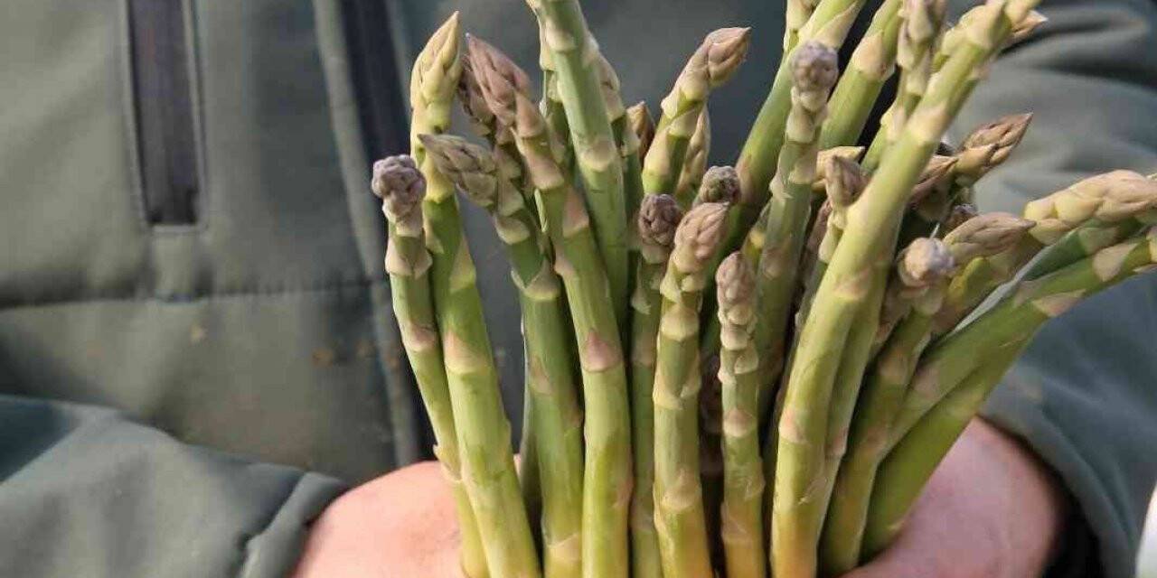 Büyükşehir’in Çiftçi Merkezi’ndeki kuşkonmazlardan erkenci hasat yapıldı