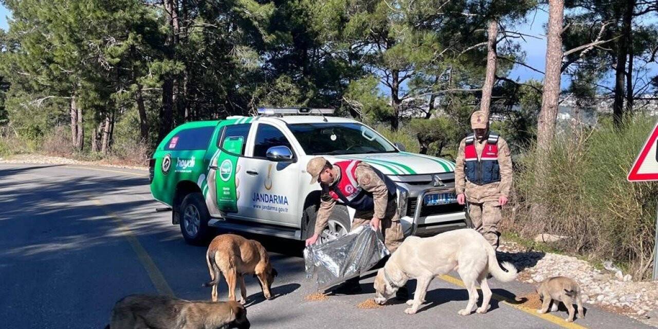 Jandarma sokak hayvanlarını besledi