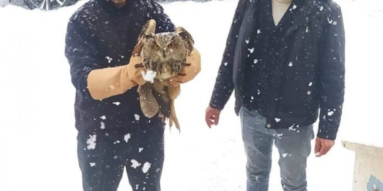 Muş’ta yaralı Puhular tedavi altına alındı