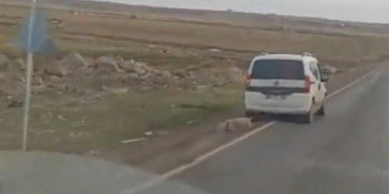 Aracın arkasına bağladıkları koyunu sürükleyerek götürdüler