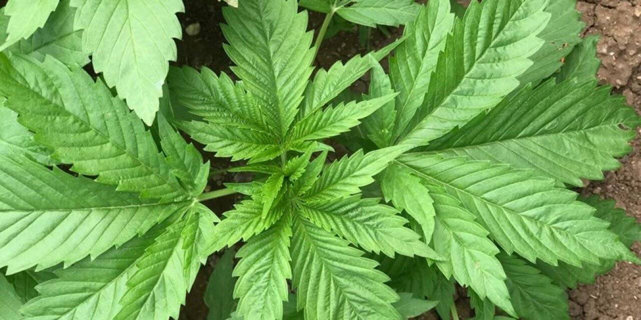 Kenevir üretim izni müracaatları başladı