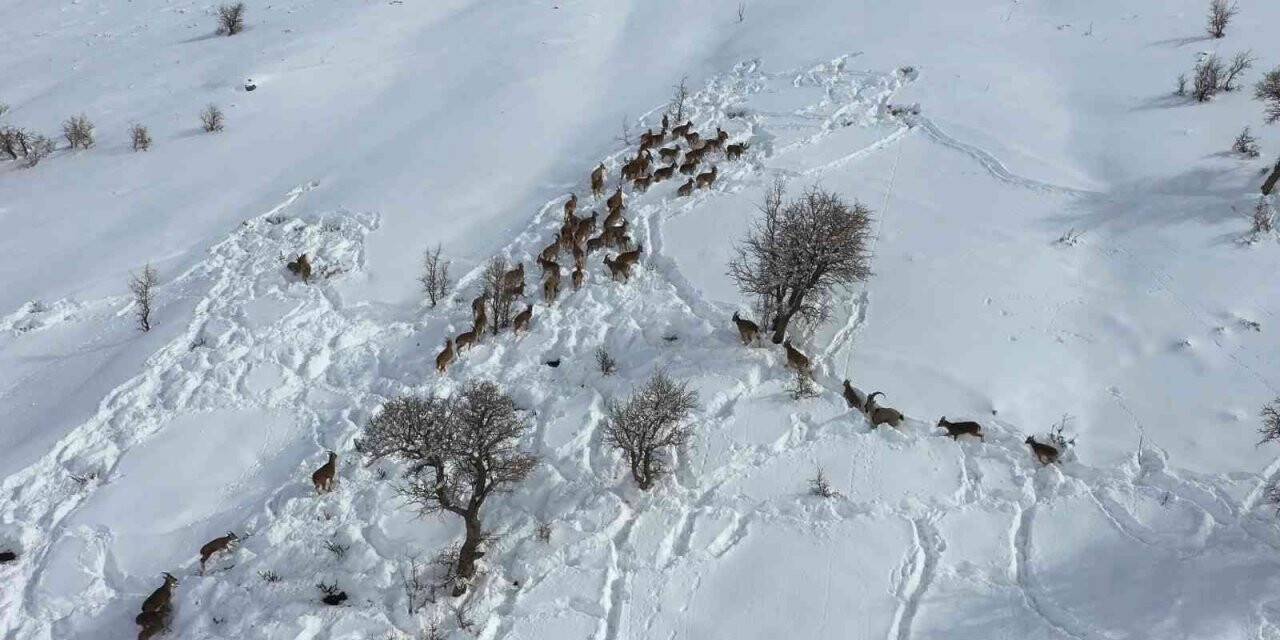 Yaban keçileri gökyüzünden görüntülendi