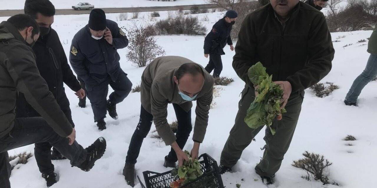 Yemleme çalışmaları devam ediyor
