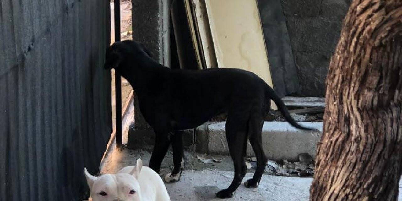 Evin bahçesine giren başıboş iki pitbull barınağa götürüldü