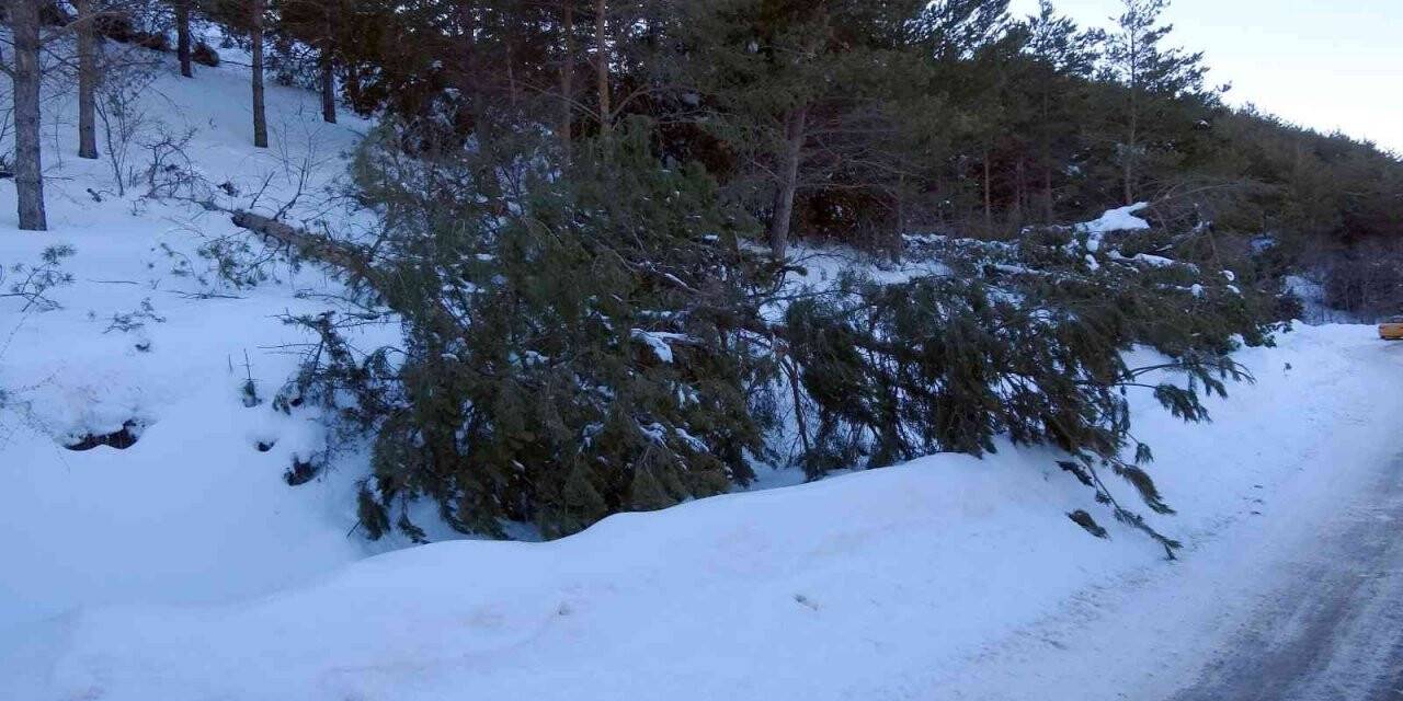 Yağan kar çam ağaçlarını devirdi