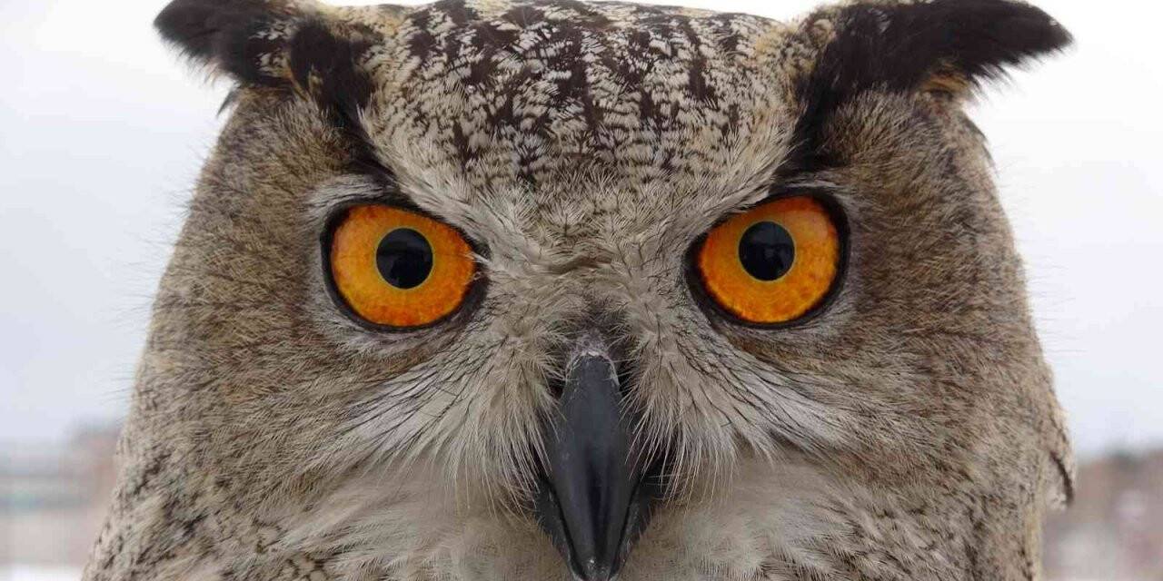 Van Gölü Havzası’nda yaralı puhu sayısında artış