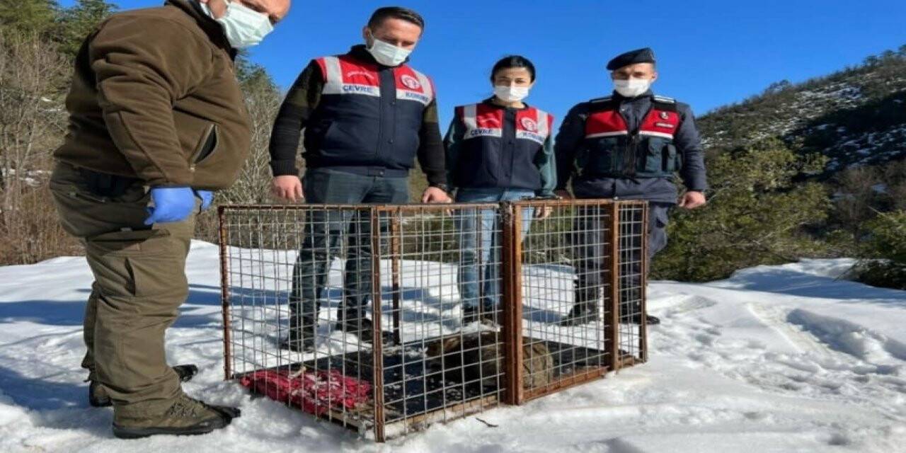 Kümesteki 20 tavuğu telef eden yaban kedisi doğaya salındı