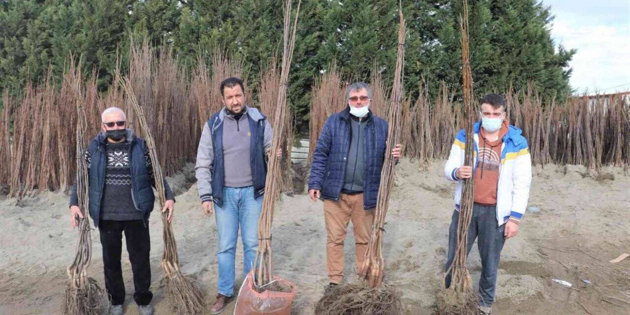 Büyükşehirin yüzde 50 hibeli fidan dağıtımı başladı