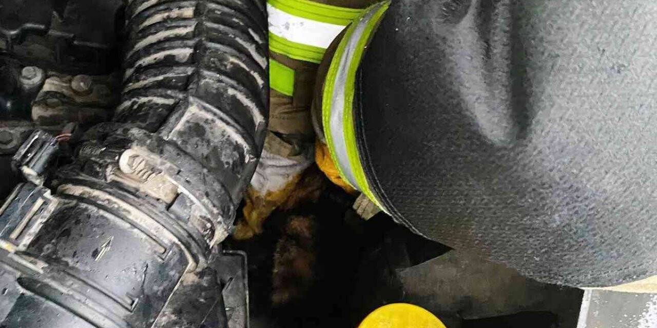 Araç motorunda mahsur kalan kediyi itfaiye kurtardı