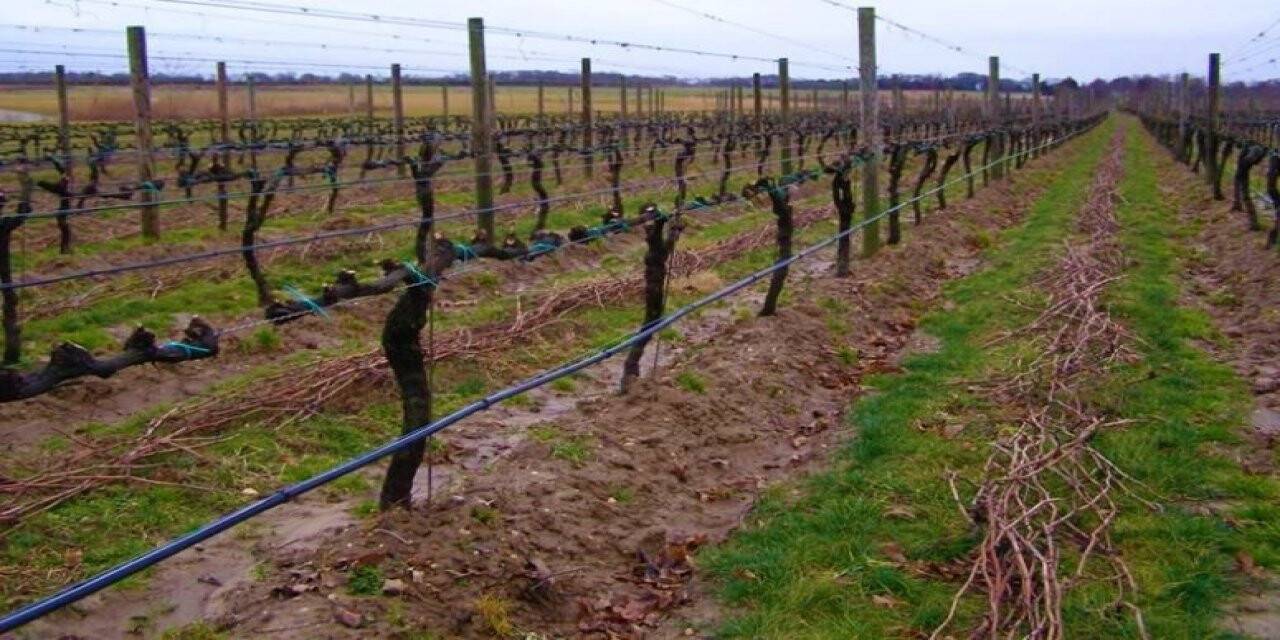 Tekirdağ’da bağ budama yarışması yapılacak