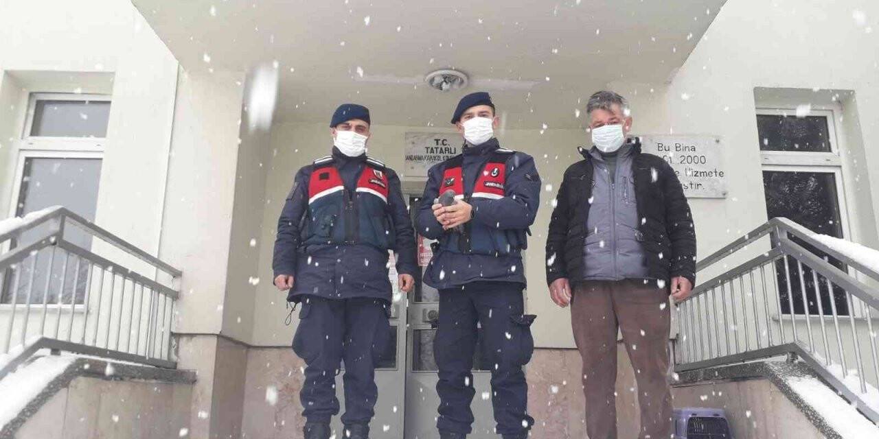 Yaralı halde bulunan yaban hayvanları tedavi altına alındı