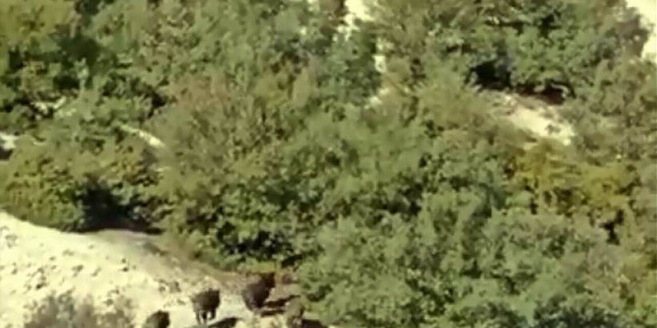 Çoban köpeği, domuz sürüsünü kovaladı