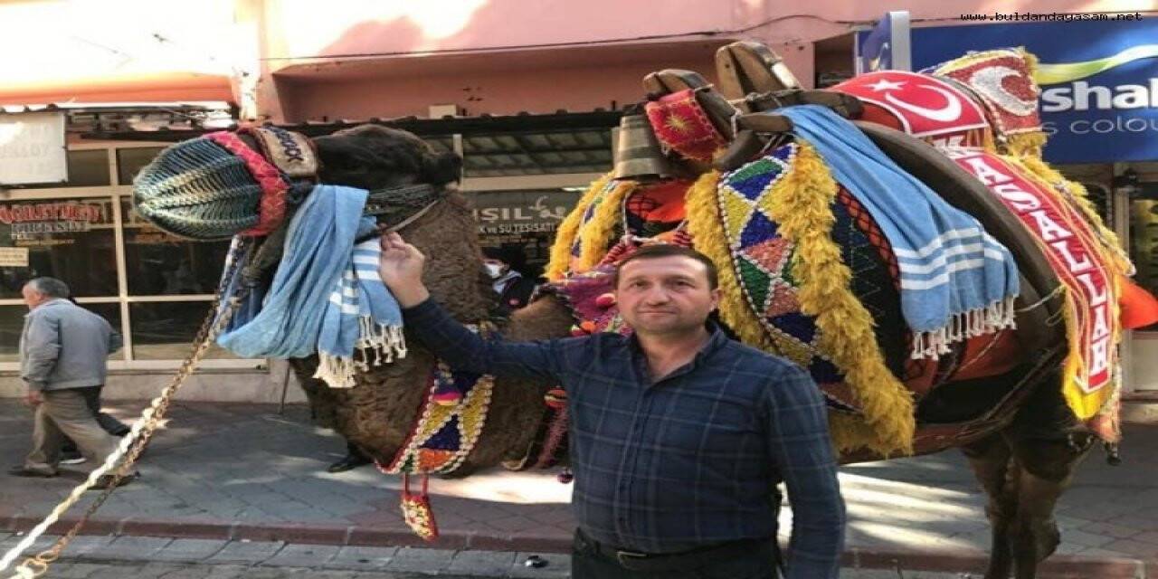 Deve güreşi için hazırlıklar tamamlandı