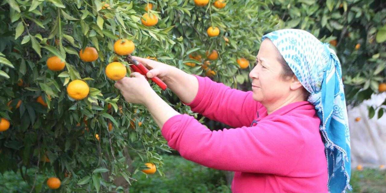 Mandalinalara dijital kimliklendirme projesi