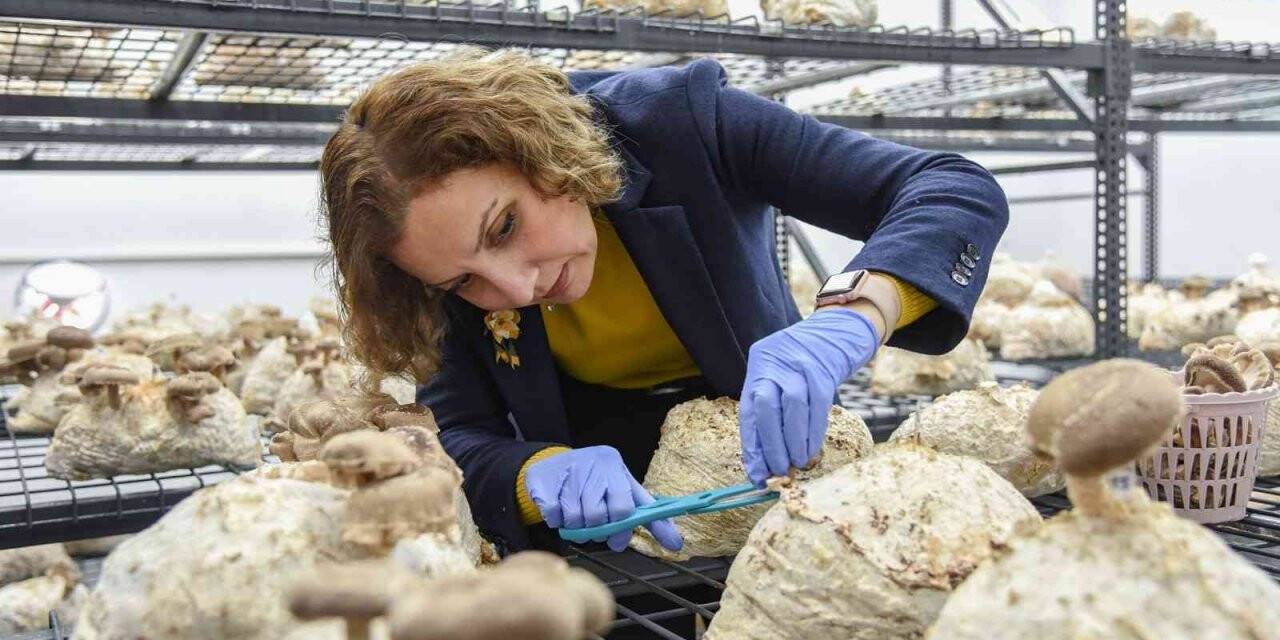 Yılın ilk tıbbi mantar hasadı gerçekleştirildi