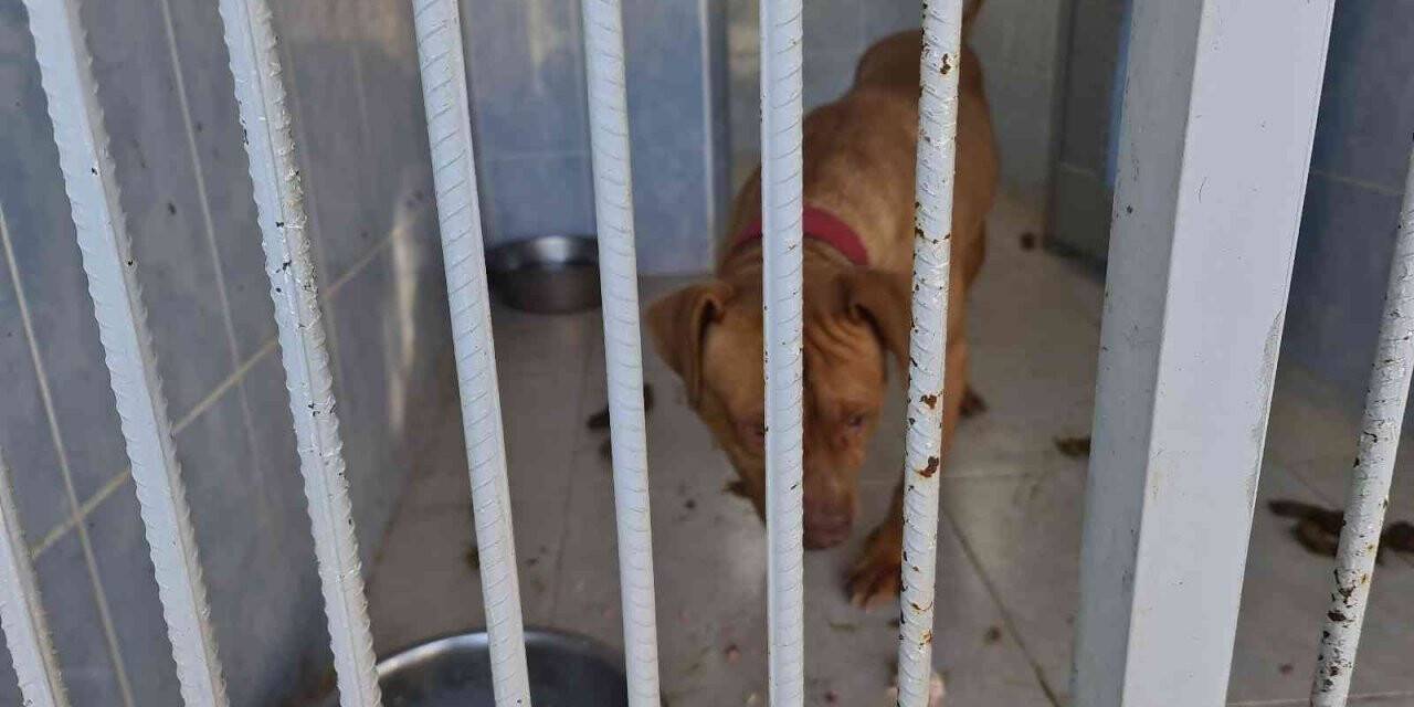 Yasaklı ırk köpek besleyen ve hayvana eziyet eden 6 kişiye 35 bin 802 TL ceza