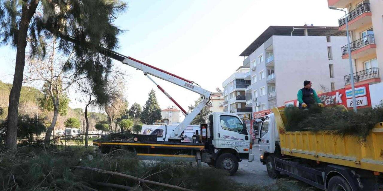 Efeler’de budama çalışmaları devam ediyor