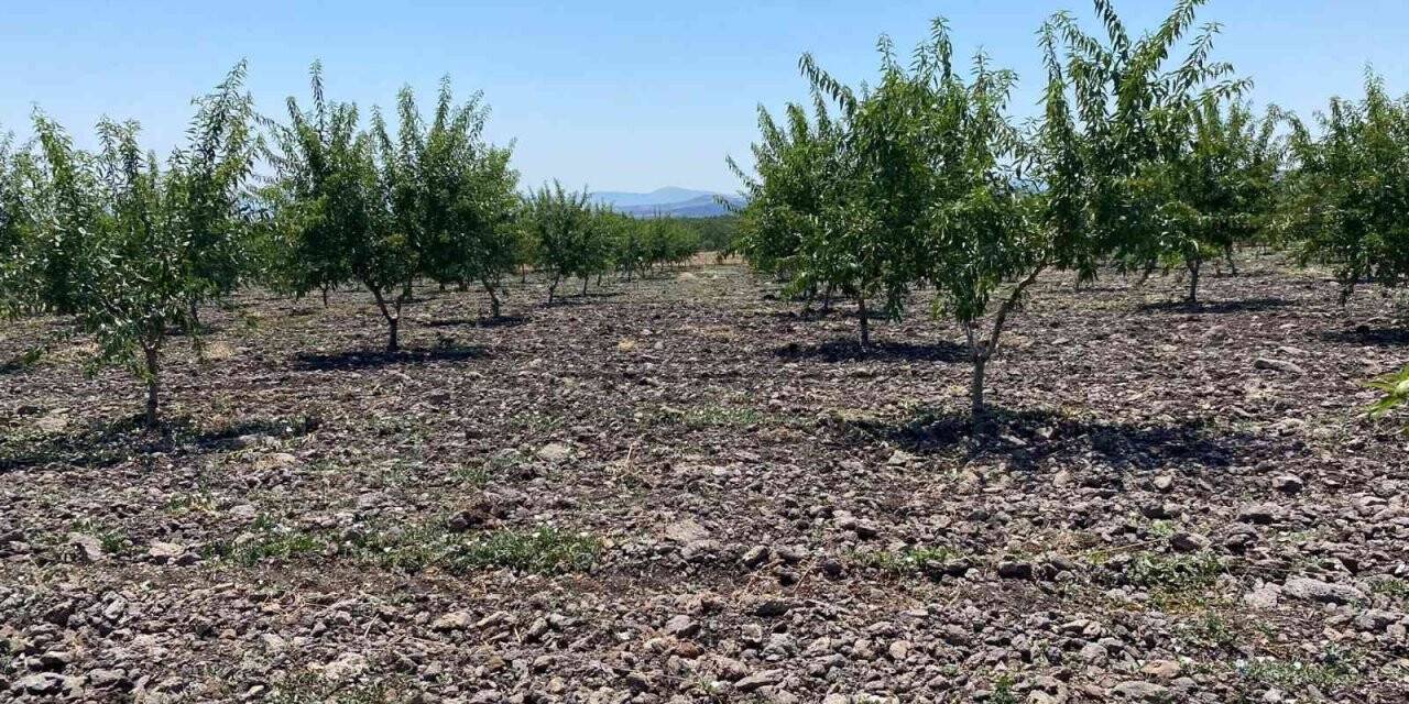 Türkiye’de badem yetiştiriciliği gelişiyor