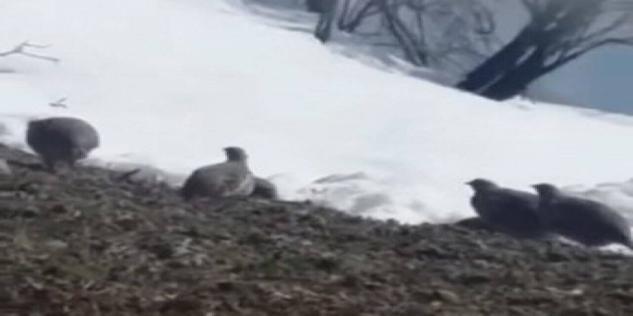 Dağ keklikleri beslenirken görüntülendi