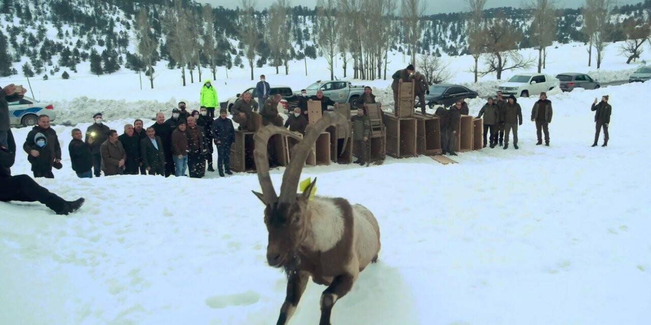 Yaban keçileri ilk kez doğal ortamından alınıp başka bir doğal ortama bırakıldı
