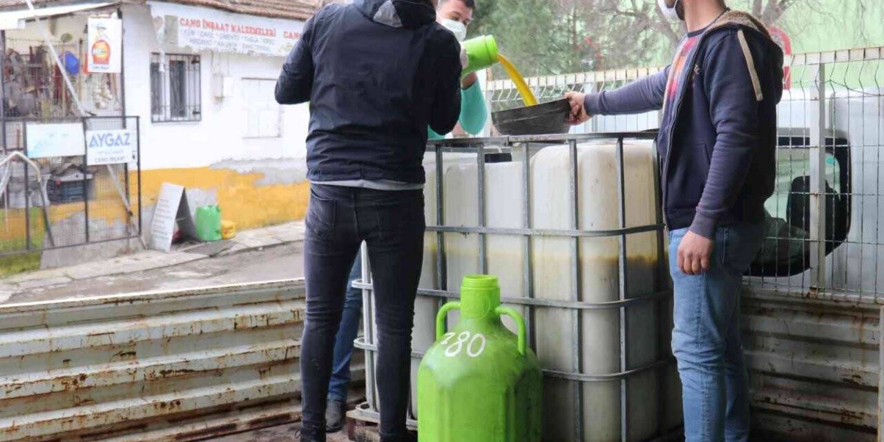 Turgutlu’nun parklarındaki zeytinler ihtiyaç sahipleri için kullanılıyor