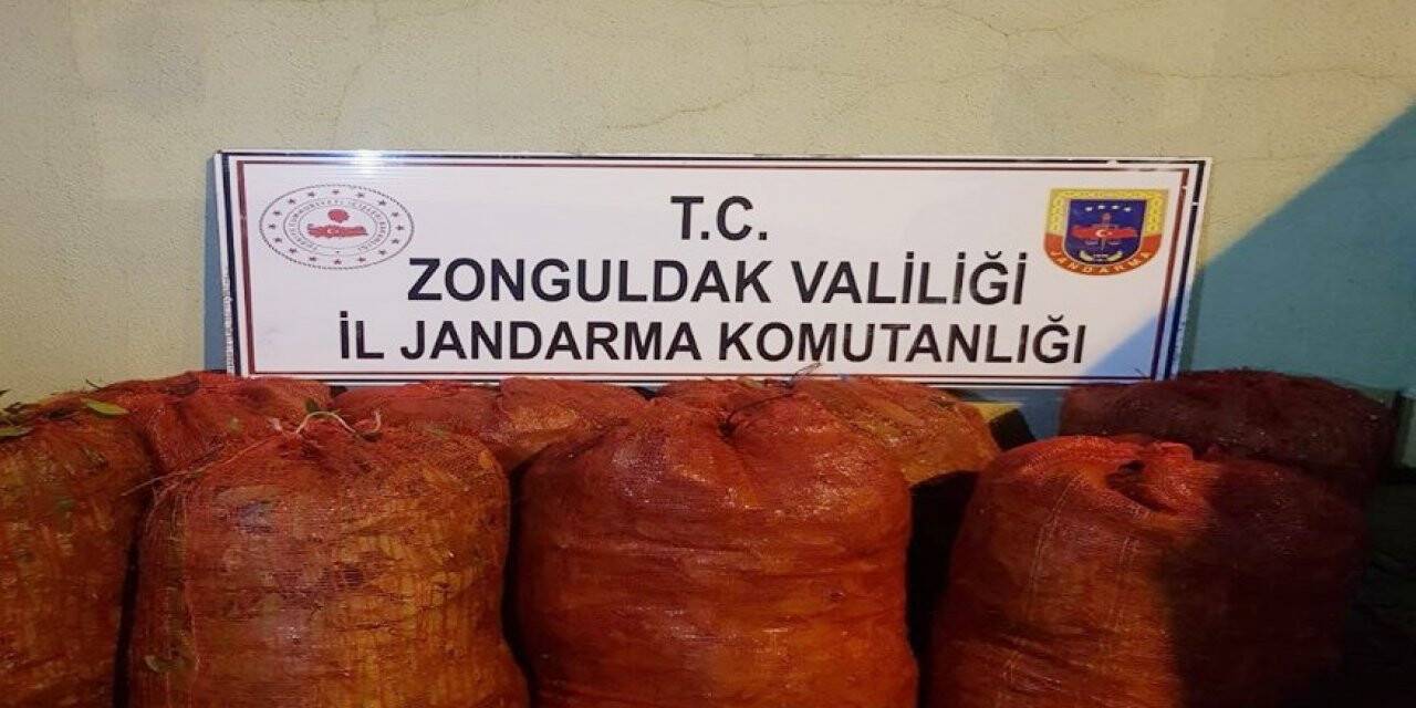 Jandarma ekiplerinde kaçak defne yaprağı operasyonu