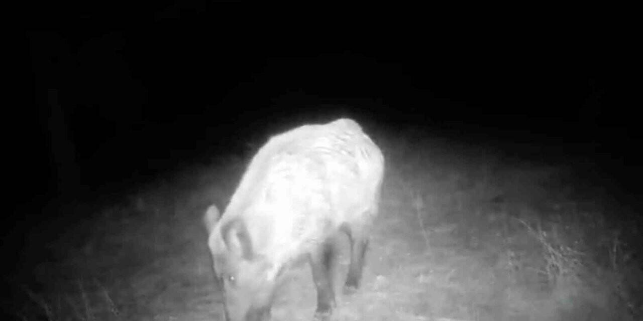 Kilis’te yaban hayatı fotokapana takıldı