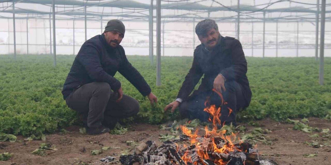 Buz tutan ürünleri için serasında ateş yaktı