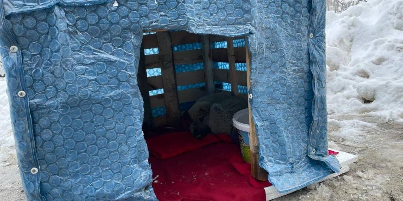 Şırnak’ın Uludere ilçesinde güvenlik güçleri sokak hayvanlarına kulübe bıraktı