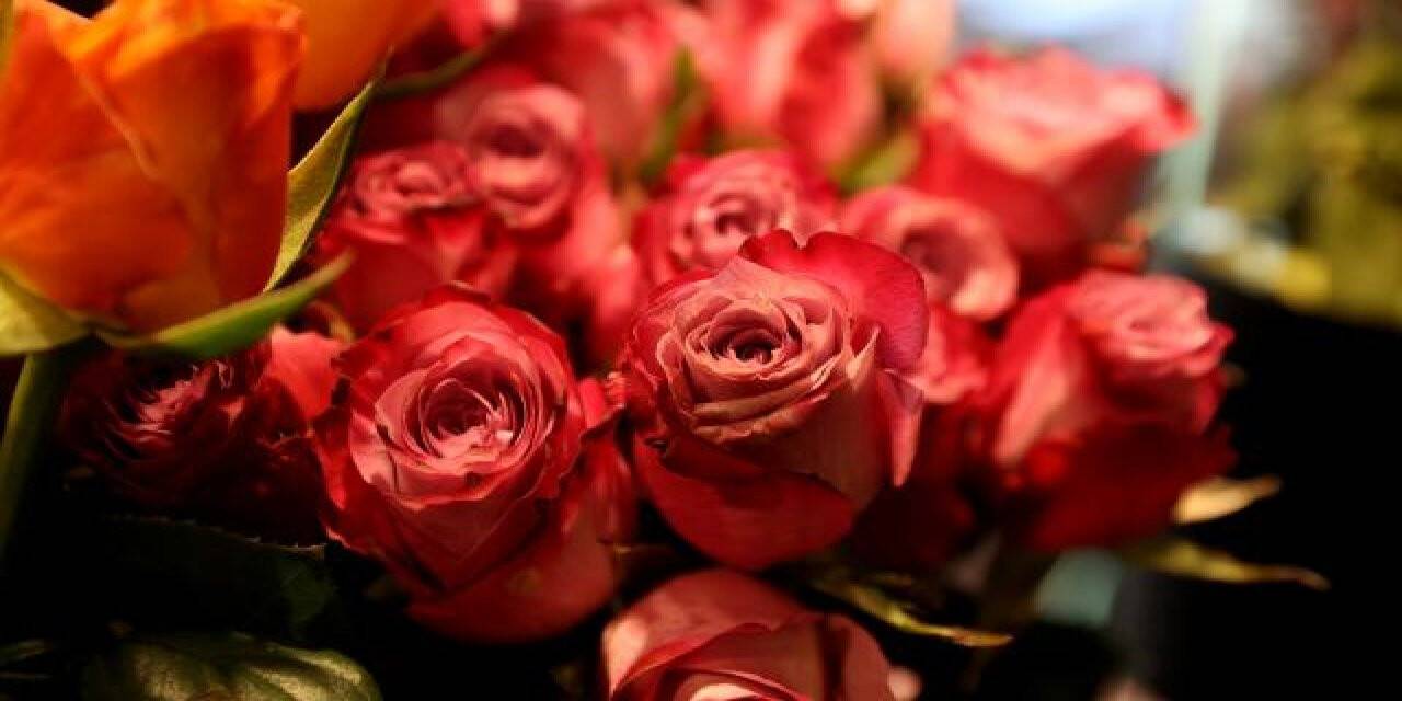 Gül ihracatında rekor kırıldı