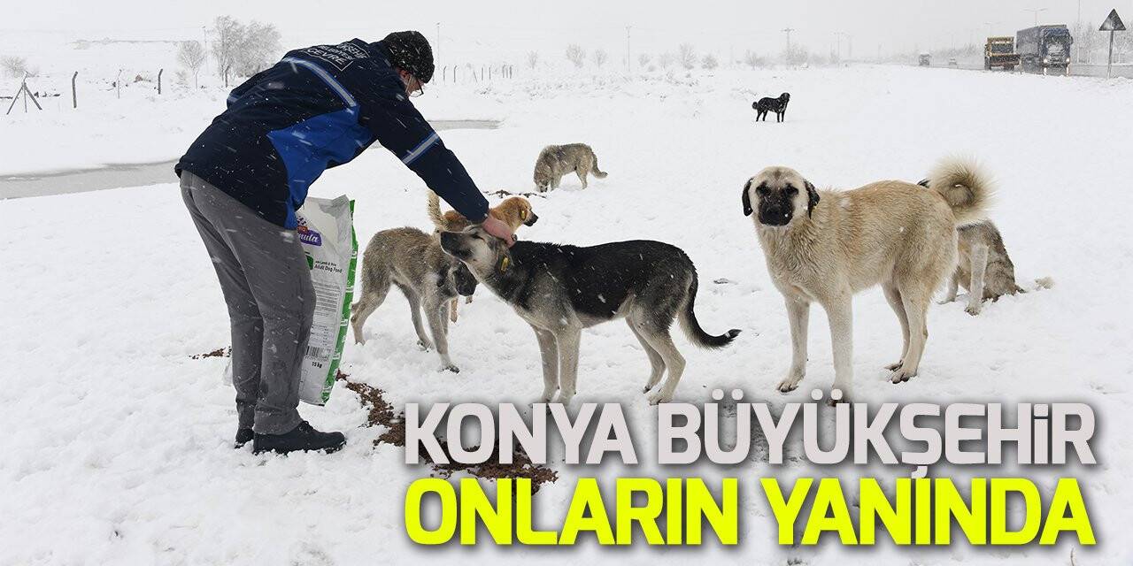 Konya Büyükşehir soğuk kış günlerinde sahipsiz hayvanların yanında