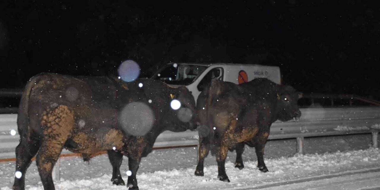 Angus taşıyan tır devrildi, dorseden düşen anguslar karayoluna dağıldı