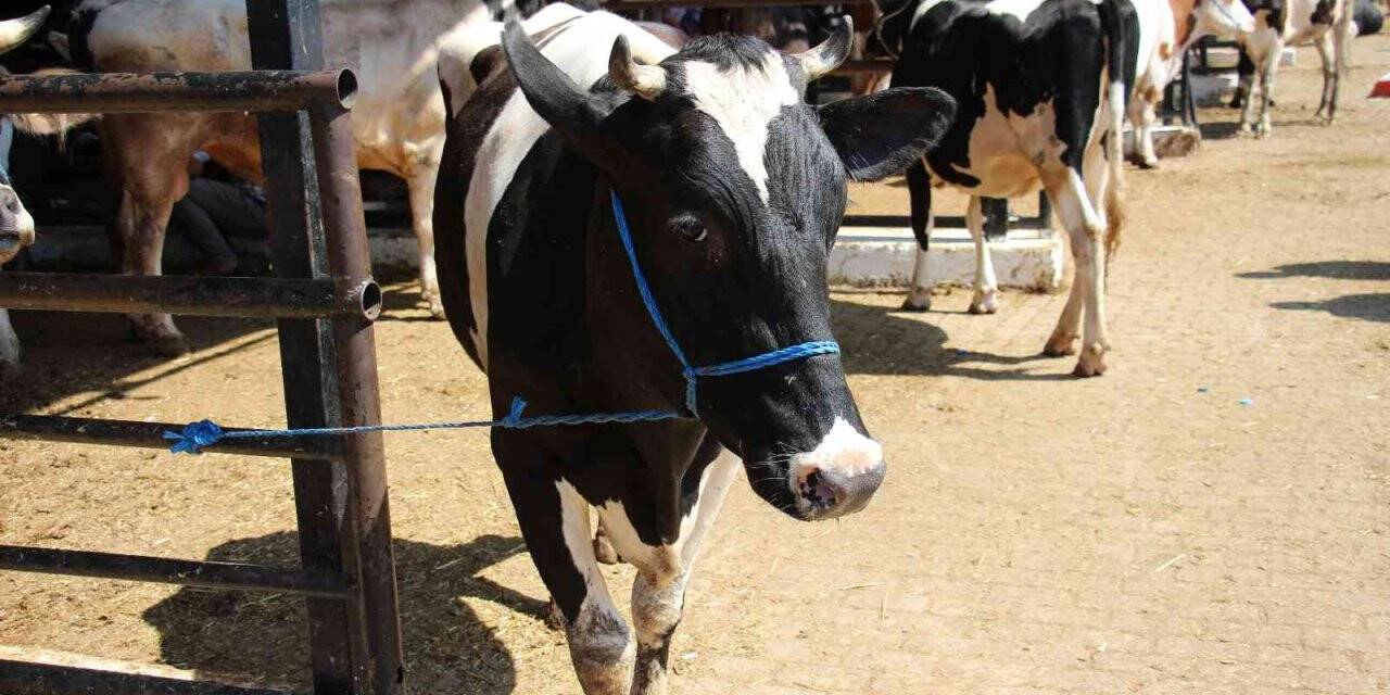 Aydın’da büyükbaş ve küçükbaş hayvan sayıları arttı