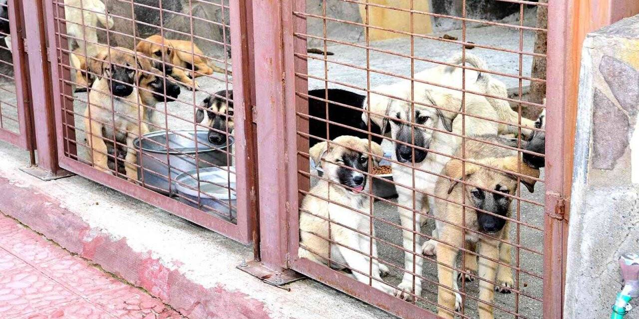 Restoranlarda artan yemekler çöpe değil barınağa gidecek