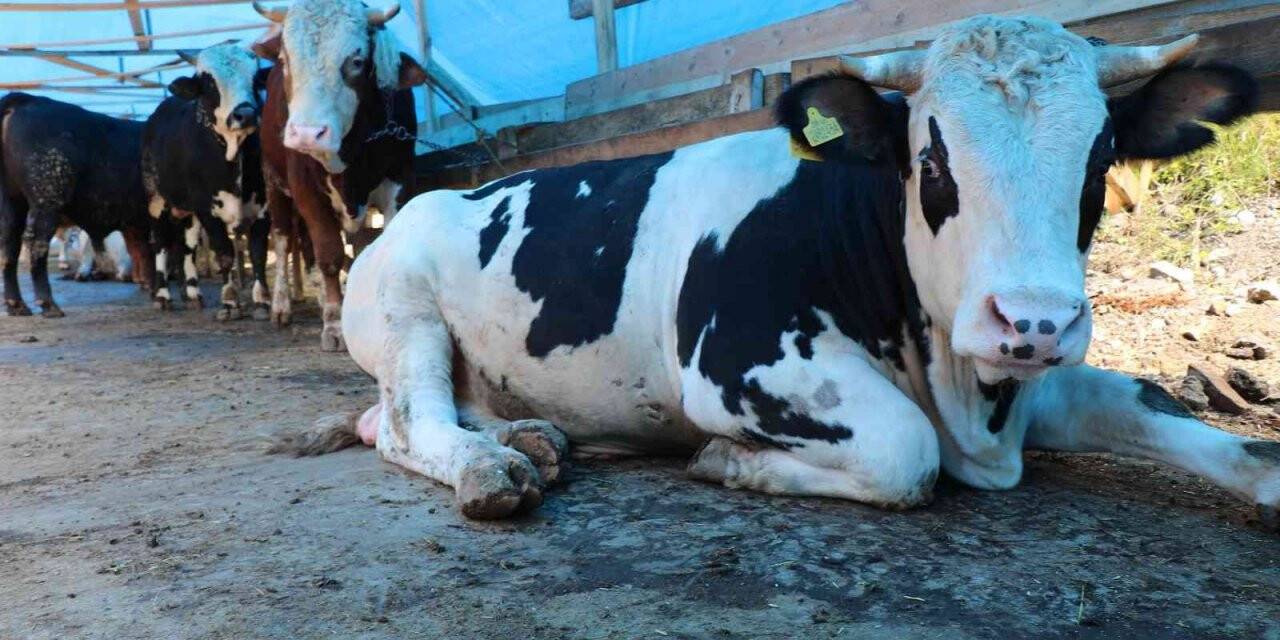 Zonguldak’taki hayvansal üretim istatistikleri açıklandı