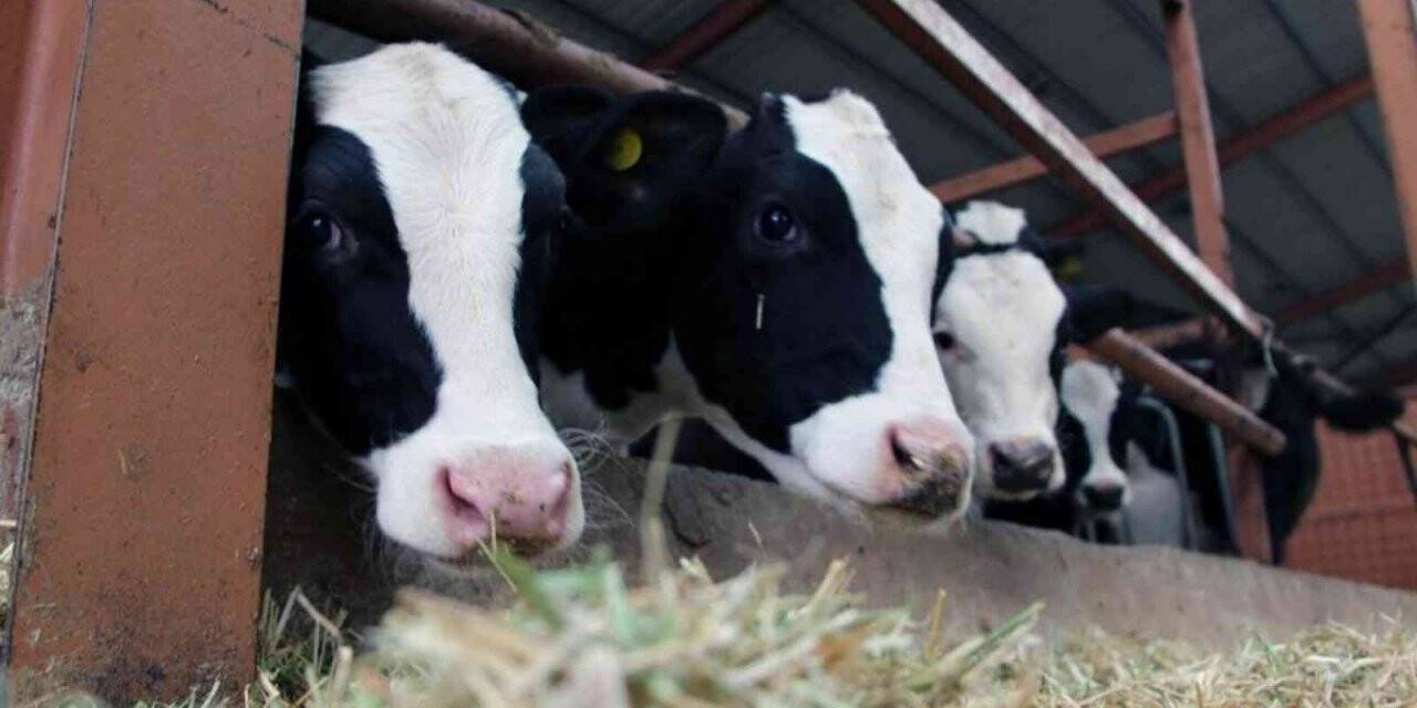 Muğla’da küçükbaş hayvan azaldı, büyükbaş arttı