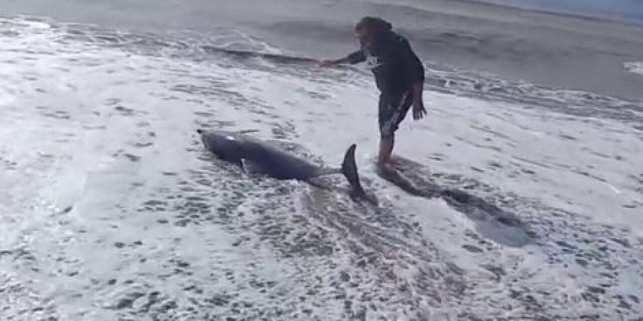 Antalya’da yunus balığı sahile vurdu