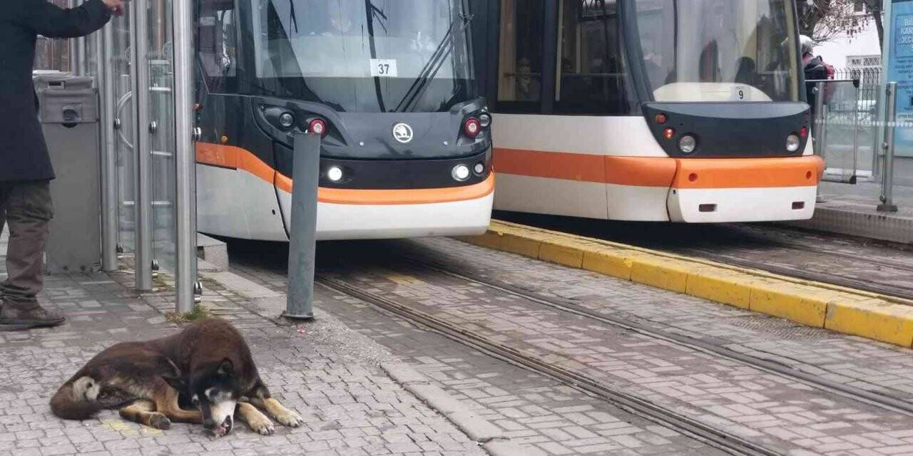 Kar yağışı en çok onları etkiliyor