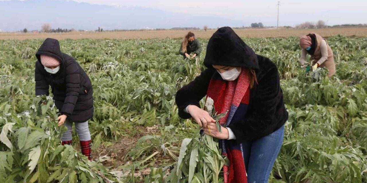 Efeler’in enginarlarına özenli bakım