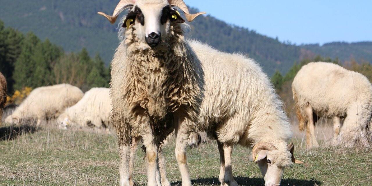 Bolu’da, sertifikalı çobanlık kursu açılacak
