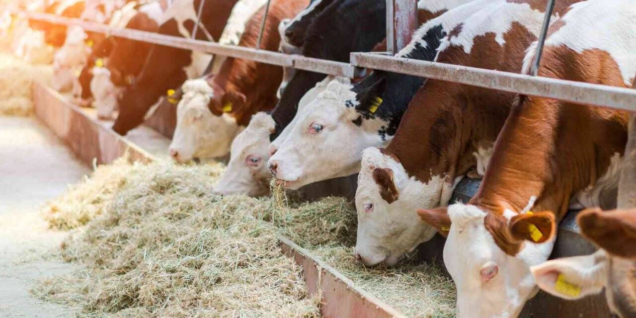 TARSİM: “Yetiştiricilere 2,5 milyar TL hasar ödemesi yapıldı”