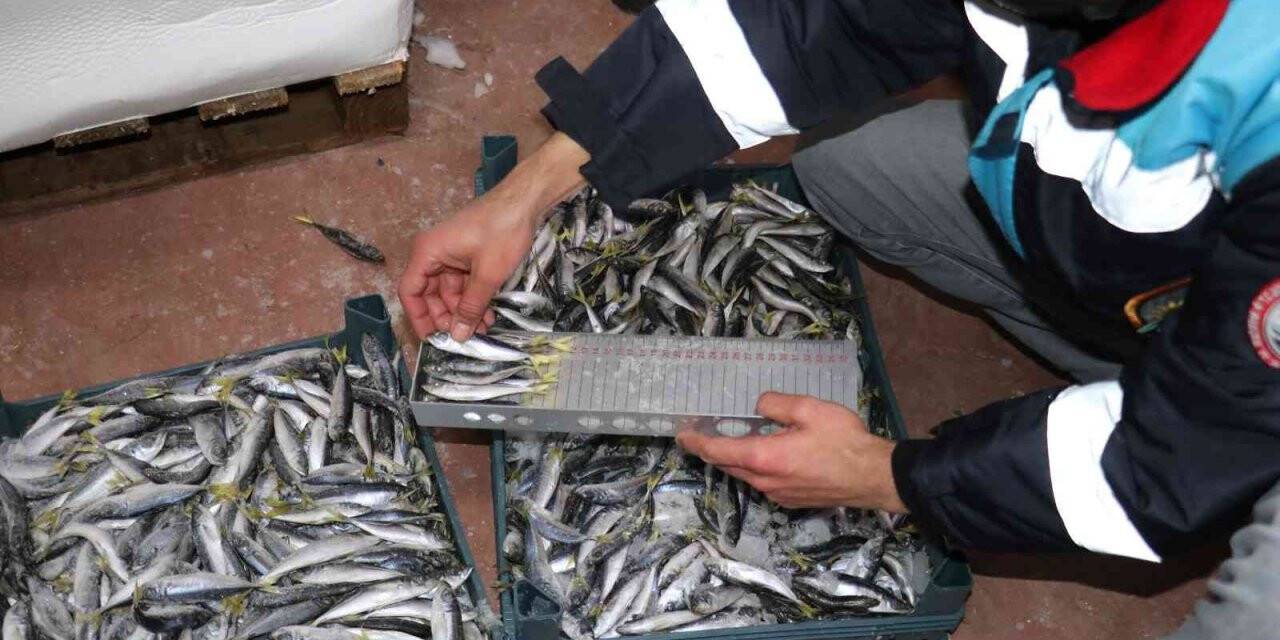 Boy ve av yasağına uymayan 8 tona yakın balığa el konuldu
