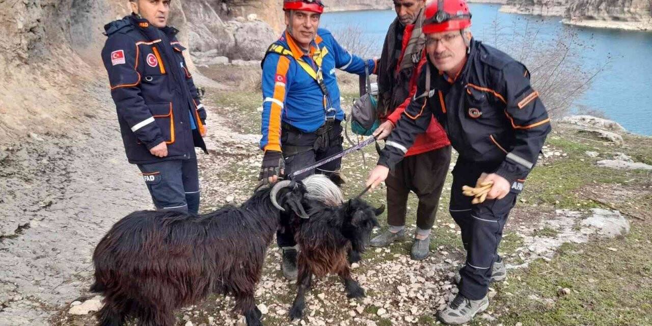 AFAD ekipleri mahsur kalan keçileri kurtardı