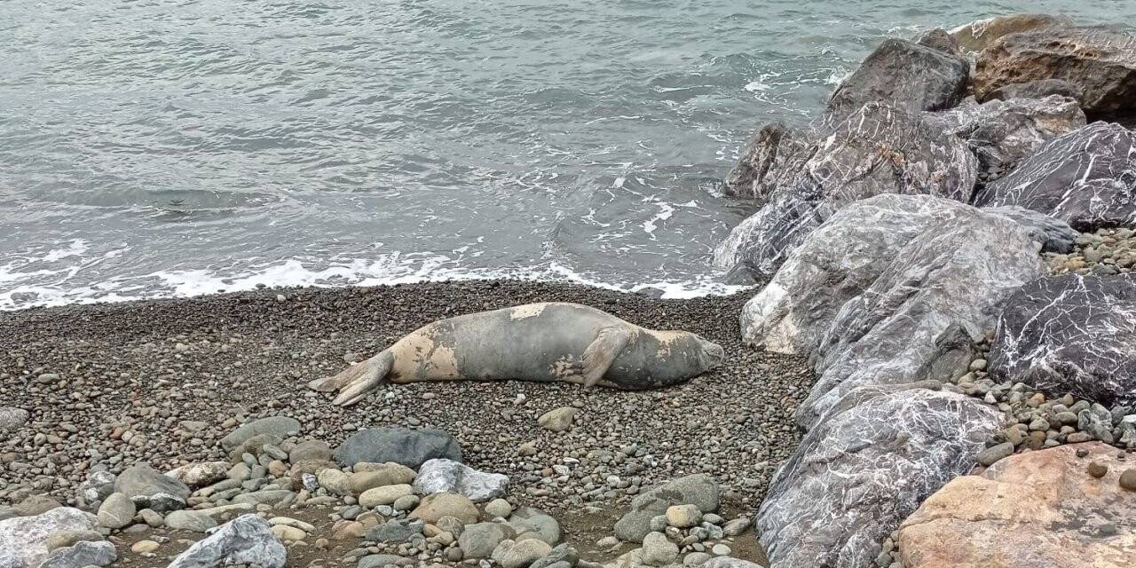 Hatay’da nesli tükenme tehlikesi altındaki Akdeniz foku görüldü