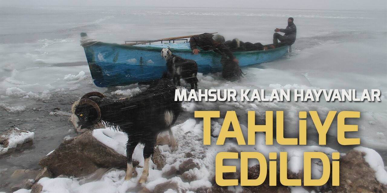 Mahsur kalan küçükbaş hayvanlar taşındı